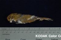 藏品(黃羽鸚嘴)的圖片